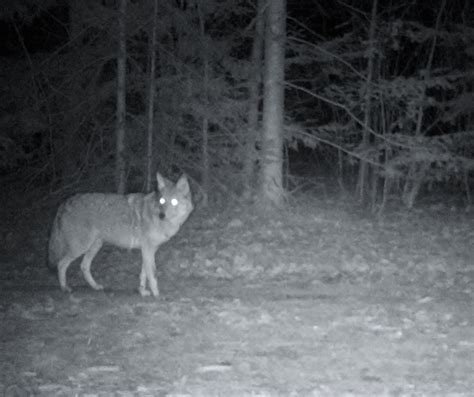 The Symbolic Meaning Behind Enigmatic Encounters: Decoding Visions of Coyote Assaults