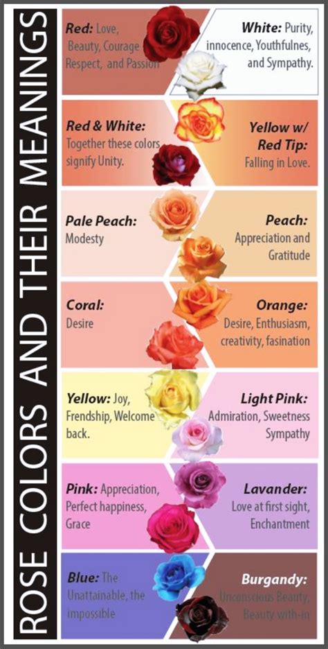 The Symbolic Meaning Behind the Captivating Hue of Peach Roses