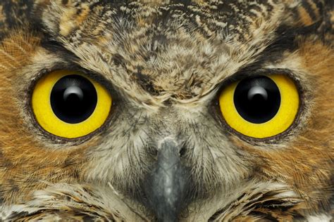 The Symbolic Meaning Behind the Gaze of Owl's Eyes