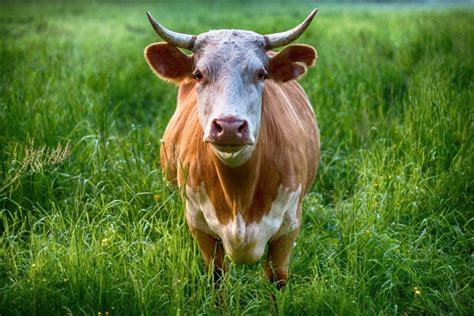 The Symbolic Meaning of Cattle in Dream Interpretation