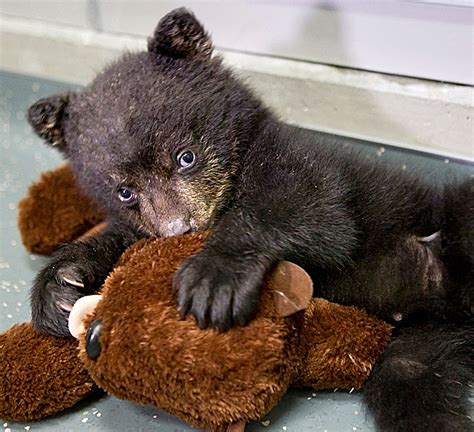 The Symbolic Meaning of Dark Newborn Bear Cubs in Reveries