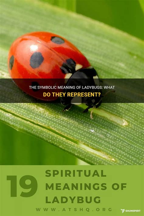 The Symbolic Meaning of Ladybugs