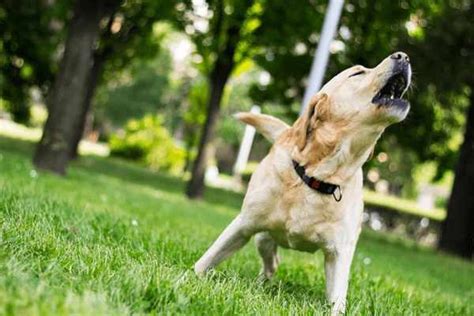 The Symbolic Meaning of a Black Dog Barking in Dreams