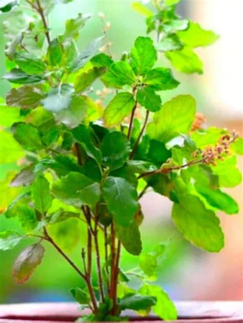 The Symbolic Meanings Associated with Dreaming About Consuming Tulsi Leaves