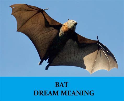 The Symbolic Meanings Behind Bat Dreams