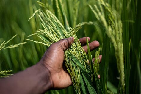 The Symbolic Representation of Desiccated Grain in Various Societies