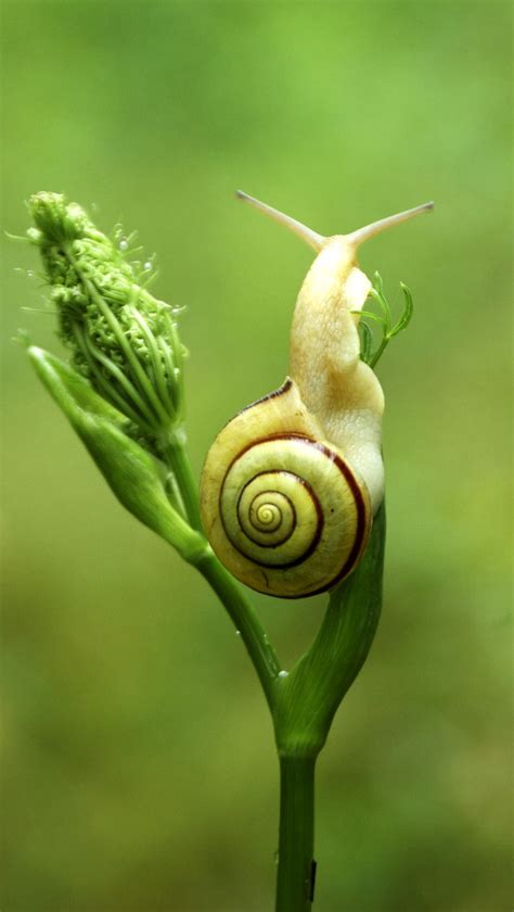 The Symbolic Representation of Snails as Protectors or Guardians