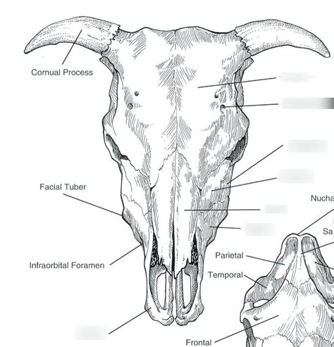 The Symbolic Significance of Beheading a Bovine Cranium in One's Subconscious