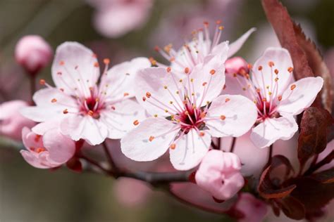 The Symbolic Significance of Consuming a Blossom in Dreamscapes