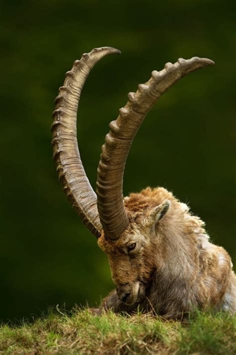 The Symbolic Significance of Horned Animals