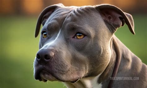 The Symbolic Significance of Pit Bulls