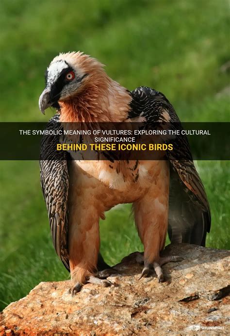 The Symbolic Significance of Vultures in Various Cultural Contexts