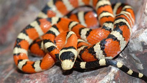 The Symbolic Significance of the Red Striped Snake