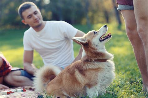 The Symbolism Behind Canine Companions in Dreams