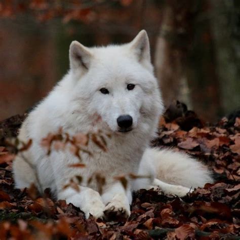 The Symbolism of White Wolves in Dreams: Spirituality and Purity