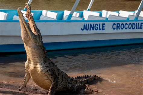 The Temptation of Rivers Inhabited by Crocodiles for Adventurous Souls