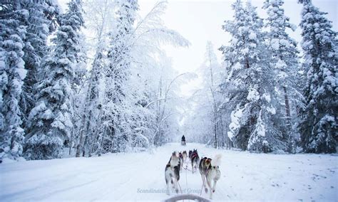 The Thrill of Husky Sledding: An Unforgettable Winter Adventure