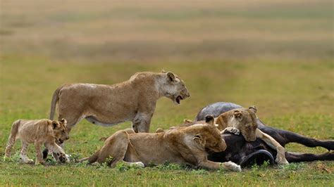 The Thrilling Spectacle: Exploring the Excitement of a Traditional Buffalo Battle