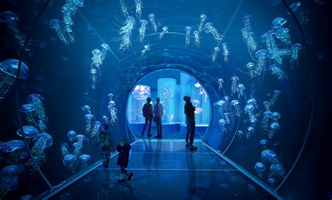 The Thrilling Universe of Aquarium Events and Competitions