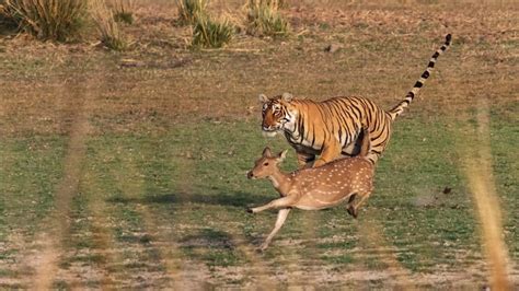 The Tiger's Prey: How it Hunts to Survive