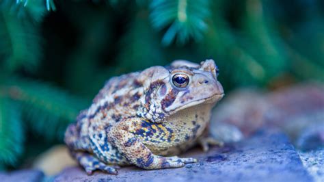 The Toad's Message: Exploring Personalized Interpretations and Self-Reflection