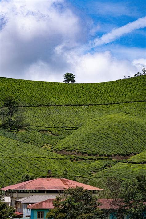 The Tranquil Landscapes and Breathtaking Views of Tea Plantations