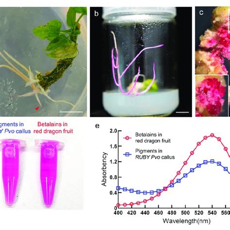 The Transformative Potential of Ruby Epidermis Dreams: Insights and Explanations