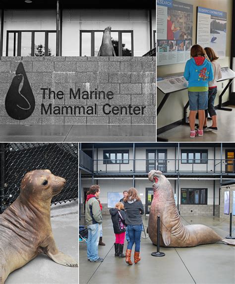 The Trials and Pleasures of Caring for a Marine Mammal in the Comfort of Your Own Home