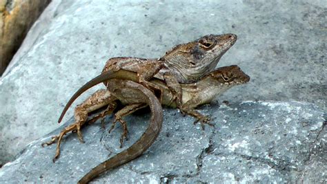 The Unexpected Link Between Lizards and Metamorphosis