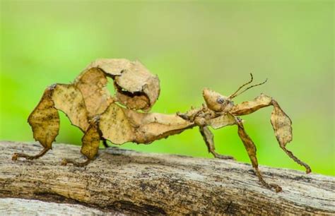 The Unique Experience of Encountering an Enormous Ivory Insect