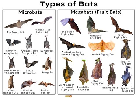 The Variety of Bat Species: From Fruit Bats to Vampire Bats