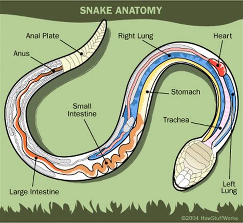 The Various Explanations of Ingesting a Serpent