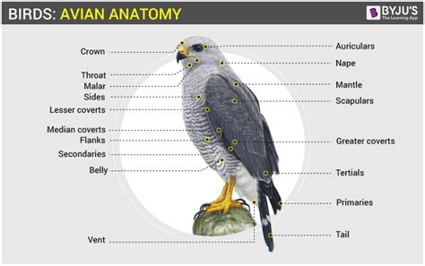 The Various Varieties of Crimson Avians and Their Symbolic Significance