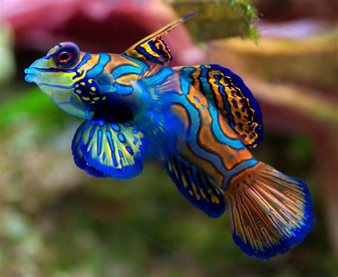 The Vibrant Beauty of Petite Citrus-Colored Fish