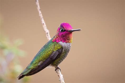 The Vibrant Splendor of Hummingbirds