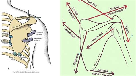 The Vulnerable Implications of the Shoulder