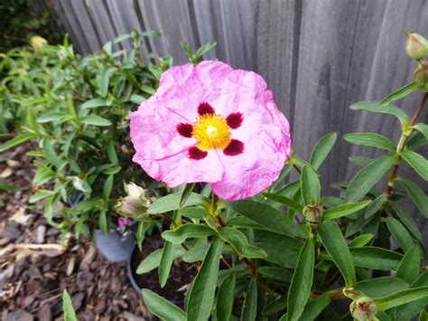 The Wealth of Poppy Rockrose