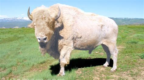 The White Buffalo Significance in Signifying Abundance and Prosperity