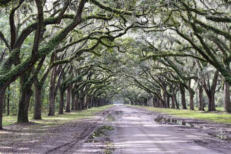 The Years of Savannah