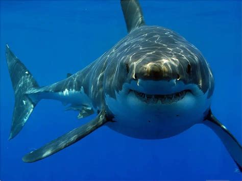 The challenges of keeping a shark as a pet: Considerations for prospective owners