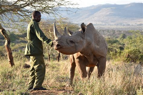 The future of rhino conservation and what individuals can do to make a difference