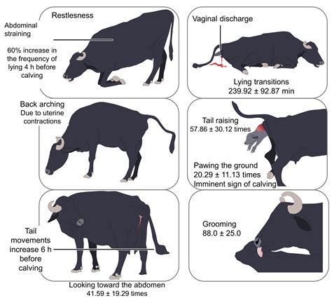 The hazards faced by both humans and buffalos during a cattle stampede