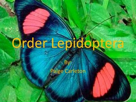 The net worth of Lepidoptera: how much are they really worth?