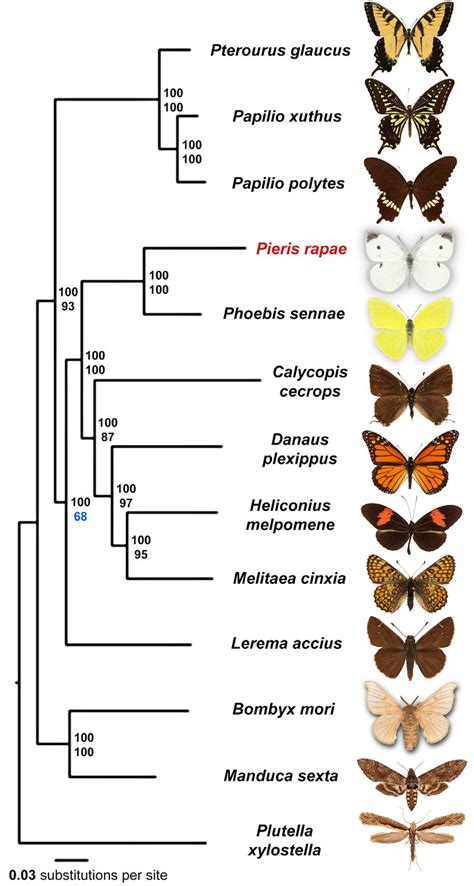 The personal life and relationships of Lepidoptera