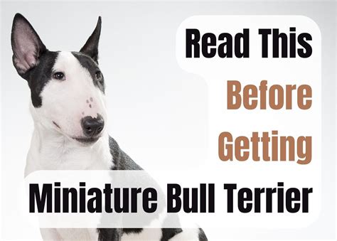 Things to Consider before Welcoming a White Bull Terrier into Your Home