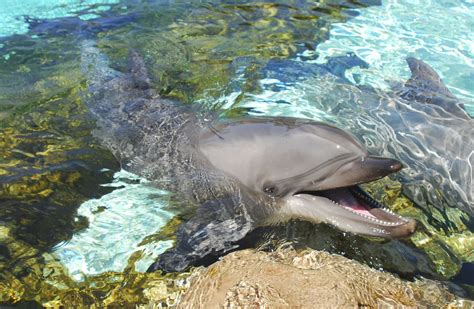 Threats Facing Dolphins in their Natural Habitat