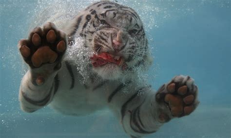 Tigers Swimming: A Dive into Dream Interpretation