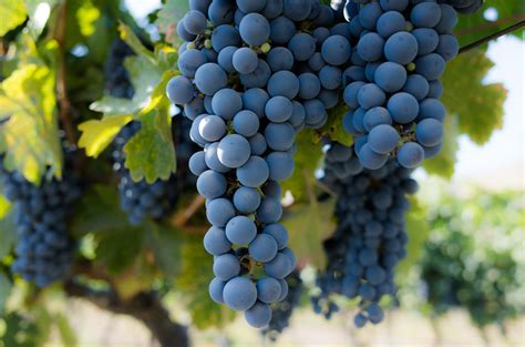 Timing is Everything: When to Harvest Grapes for Optimal Flavor