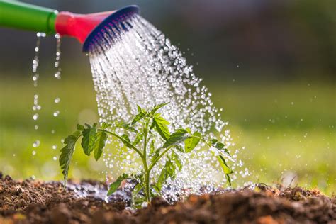 Tips for Achieving Optimal Growth of Plants through Effective Watering Techniques