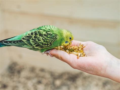 Tips for Analyzing and Reflecting on Your Avian Feeding Vision